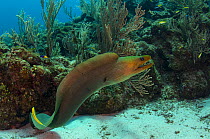 Green moray (Gymnothorax funebris) Hol Chan Marine Reserve, Ambergris Caye, Belize.