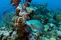 Stoplight parrotfish (Sparisoma viride) on coral reef,  Hol Chan Marine Reserve, Belize.