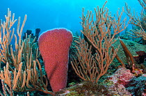 Pink vase sponge (Niphates digitalis)  and Porous sea rods (Pseudoplexaura sp.) Hol Chan Marine Reserve, Belize.