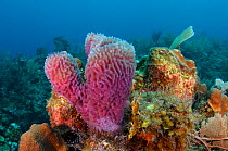 Azure vase sponge (Callyspongia plicifera) Hol Chan Marine Reserve, Belize.