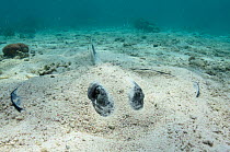 Southern stingray (Hypanus americanus) half hidden on sand seabed, Belize Barrier Reef, Belize.