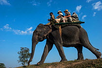 Tourists riding domestic Asian elephant (Elephas maximus) Kaziranga National Park, Assam, North East India. November 2014.