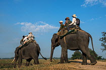 Tourists riding domestic Asian elephants (Elephas maximus)  Kaziranga National Park, Assam, North East India. November 2014.