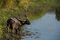 Wild Asiatic water buffalo (Bubalus arnee) at water's edge,  Kaziranga National Park, Assam, North East India.