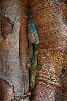 Tokay geckos (Gekko gecko)  including juveniles in crack in tree, Nameri Wildlife Reserve, North East India