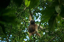 Hoolock gibbon (Hoolock hoolock) female in trees, Gibbon Wildlife Sanctuary, Jorhat, Assam, North East India.