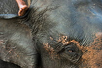 Close up of Domestic Asian elephant (Elephas maximus) and foot of person riding it. Kaziranga National Park, Assam, North East India. October 2014.