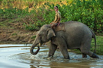 Mahouriding domestic Asian elephant (Elephas maximus) in river, Kaziranga National Park, Assam, North East India. October 2014.