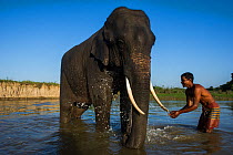 Mahout washing domestic Asian elephant (Elephas maximus) Kaziranga National Park, Assam, North East India. October 2014.