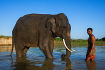 Mahout washing domestic Asian elephant (Elephas maximus) Kaziranga National Park, Assam, North East India. October 2014.