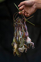 Live frogs for sale as food in Sohra Market, Cherrapunji Meghalaya,  North East India.