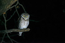 Spotted owlet (Athene brama) at night, National Chambal Gharial Wildlife Sanctuary, Madhya Pradesh, India.