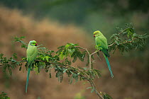 Rose-ringed parakeets (Psittacula krameri manillensis) perched, National Chambal Gharial Wildlife Sanctuary, Madhya Pradesh, India.