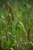 Pearl millet (Pennisetum glaucum) Uttar Pradesh, India.