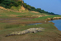 Mugger crocodile (Crocodylus palustris) National Chambal Gharial Wildlife Sanctuary, Madhya Pradesh, India.