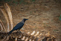 House crow (Corvus splendens) on carcass, National Chambal Gharial Wildlife Sanctuary, Madhya Pradesh, India.