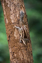 Five-striped palm squirrel or northern palm squirrel (Funambulus pennantii) National Chambal Gharial Wildlife Sanctuary, Madhya Pradesh, India