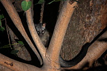 Asian palm civet (Paradoxurus hermaphroditus) Chambal Safari Lodge,  National Chambal Gharial Wildlife Sanctuary Madhya Pradesh, India.