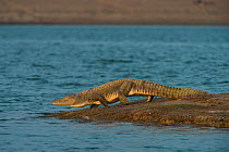 Mugger crocodile (Crocodylus palustris) on shore,  National Chambal Gharial Wildlife Sanctuary,  Madhya Pradesh, India.