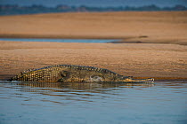 Gharial (Gavialis gangeticus) on shore, National Chambal Gharial Wildlife Sanctuary, Madhya Pradesh, India. Critically endangered species.