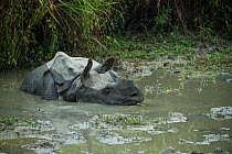 Indian Rhinoceros (Rhinoceros unicornis) wallowing in muddy water, Kaziranga National Park, Assam, North East India.