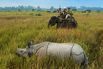 Tourists watching Indian rhinoceros (Rhinoceros unicornis) from the back of domestic Asian elephant (Elephas maximus) Kaziranga National Park, Assam, North East India. November 2014.