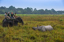 Tourists watching Indian rhinoceros (Rhinoceros unicornis) from the back of domestic Asian elephant (Elephas maximus) Kaziranga National Park, Assam, North East India.  November 2014.