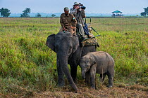 Tourists riding domestic Asian elephant (Elephas maximus) with calf walking nearby, Kaziranga National Park, Assam, North East India.   November 2014.