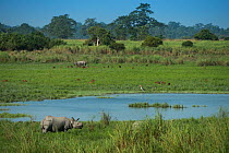 Indian rhinoceros (Rhinoceros unicornis) Kaziranga National Park, Assam, North East India. Vulnerable species.