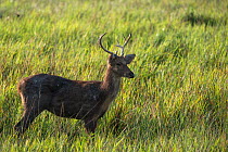 Barasingha or Swamp deer (Rucervus duvaucelii) Kaziranga National Park Assam North East India UNESCO World Heritage Site Vulnerable