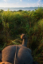 View through long grass from back of Domestic Asian elephant (Elephas maximus) Kaziranga National Park, Assam, North East India.