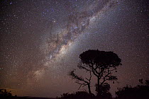 Milky way and Acacia tree over De Hoop Nature Reserve, Western Cape, Overberg, South Africa. June 2013.