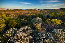 Sand dune coastal flora in Fynbos, natural shrubland and heathland vegetation in De Hoop Nature Reserve, Western Cape, Overberg, South Africa. June 2013.