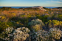 Sand dune coastal flora in Fynbos, natural shrubland and heathland vegetation in De Hoop Nature Reserve, Western Cape, Overberg, South Africa. June 2013.