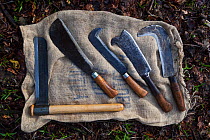 Traditional hand tools for coppicing hazel (Corylus avellana) Ullenwood, Coberley, Gloucestershire, UK.