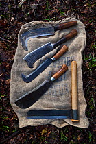 Traditional hand tools for coppicing hazel (Corylus avellana) Ullenwood, Coberley, Gloucestershire, UK.