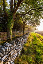 Dry stone wall and farmland at dawn, Minchinhampton, Gloucestershire, UK. September 2015.