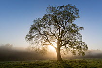 Oak tree (Quercus robur) in early spring at dawn, Cirencester, Gloucestershire, UK. April 2015.