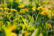 Marsh marigold / King cup (Caltha palustris) flowering by marshy stream on Limestone Link trail, St.Catherine Valley, South Gloucestershire, UK. April.