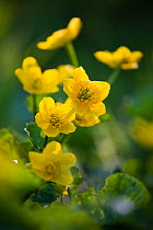 Marsh marigold / King cup (Caltha palustris) flowering on  Limestone Link trail, St.Catherine Valley, South Gloucestershire, UK. April.