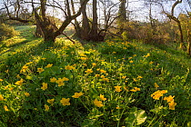 Marsh marigold / King cup (Caltha palustris) flowering by marshy stream on the Limestone Link trail, St.Catherine Valley, South Gloucestershire, UK. April 2015.