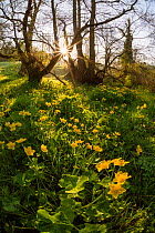 Marsh marigold / King cup (Caltha palustris) flowering by a marshy stream on the Limestone Link trail, St.Catherine Valley, South Gloucestershire, UK. April 2015.