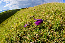 Pasque flower (Pulsatilla vulgaris) flowering on hillside, Pasqueflower Gloucestershire Wildlife Trust (GWT) nature reserve, UK. April 2015.