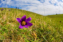 Pasque flower (Pulsatilla vulgaris) flowering on hillside, Pasqueflower Gloucestershire Wildlife Trust (GWT) nature reserve, UK. April.