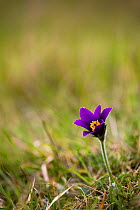 Pasque flower (Pulsatilla vulgaris) flowering on hillside, Pasqueflower Gloucestershire Wildlife Trust (GWT) nature reserve, UK. April.
