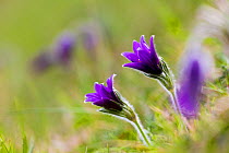 Pasque flower (Pulsatilla vulgaris) flowering on hillside, Pasqueflower Gloucestershire Wildlife Trust (GWT)  nature reserve, UK. April.