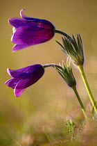 Pasque flower (Pulsatilla vulgaris) flowering on hillside,  Gloucestershire Wildlife Trust (GWT) Nature Reserve, UK. April.