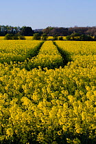 Farm track through oil seed rape (Brassica napus), Calmsden, Gloucestershire, UK. April 2015.
