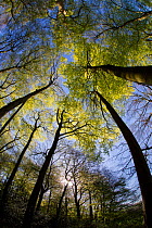 Canopy of Beech trees (Fagus silvatica) coming into leaf in springtime woodland, Buckholt Sites of Special Scientific Interest (SSSI), Gloucestershire, May.