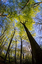 Canopy of Beech trees (Fagus silvatica) coming into leaf in springtime woodland, Buckholt Site of Special Scientific Interest (SSSI), Gloucestershire, May.